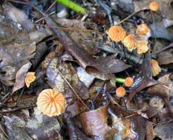 Marasmius siccus.